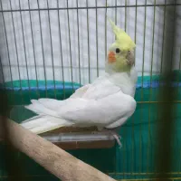 عروس هلندی نر
