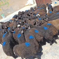 بره قزل افشار خالص