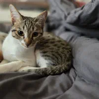 واگذاری گربه