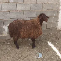 بره ماده افشار