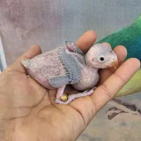 جوجه طوطی ملنگو
