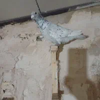 کبوتر پرشی