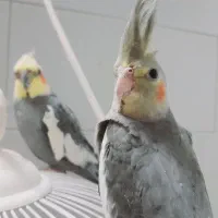 یک عدد عروس ماده سخنگو دستی