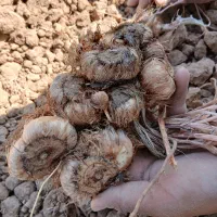 پیاز زعفران قاین