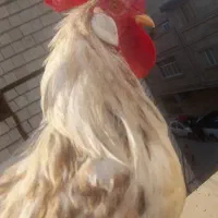 مرغ و خروس اردک و عروس هلندی مرغ عشق