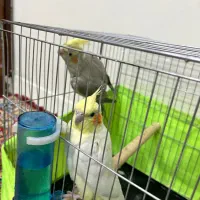 پرنده عروس پاریس