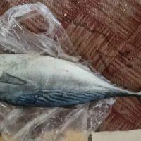 ماهی تازه دارو