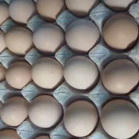 تخم برهما نطفه دار تعداد بالادارم تازه