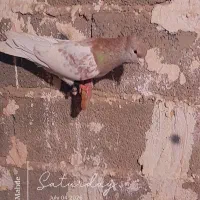 کله ای نر