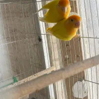 فروش چند جفت کوتوله برزیلی