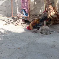 خروس محلی اصل
