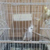 عروس هلندی