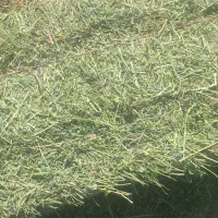 پرس یونجه