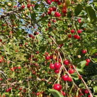 نهال درخت آلبالو درشت محلی بارگیر زنگنه