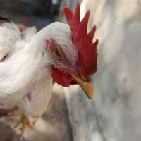 جوجه خروس