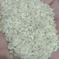 فروش برنج چمپا