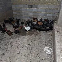 مرغ اماده تخم