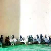 کبوتر جوانه همه پرشی