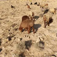 میش