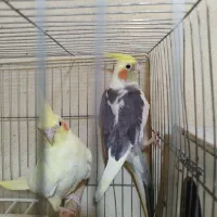 عروس هلندی مولد وجوجه
