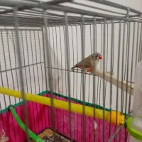 فنچ ماده