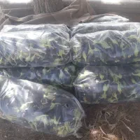 بادمجان قصری وگوجه گیلاسیوخیارچمبر