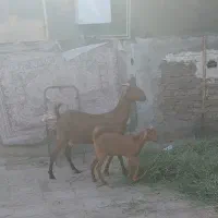 فروشی بز و کره نر