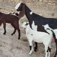 بز پاکستانی اصل با دوتا کره نر