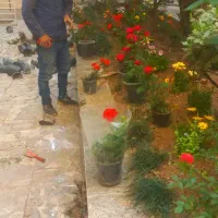 باغبانی وسمپاشی در تهران