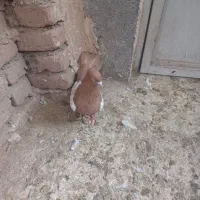 نر ساری کوینح