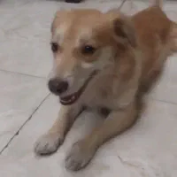سگ گمشده پامر