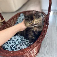 بریتیش تورتورایس هایلند دوماهه