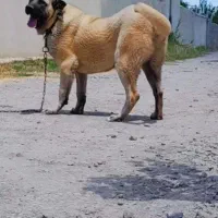 سرابی اصل ۱۱ ماهه