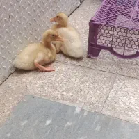دو عدد اردک 1ماه و نیم