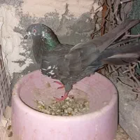کفتر