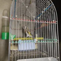 سهره بهاره نر