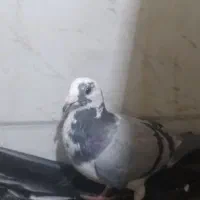 کفتر ابلغ سبز