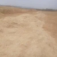 کاه‌تحویلی‌