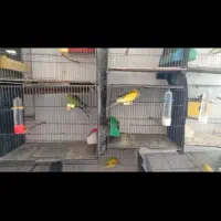 مرغ عشق|پرنده|محلات, |دیوار