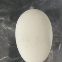 تخم غاز