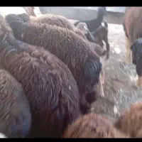 بره نر