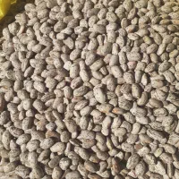 فروش ویژه لوبیا چیتی