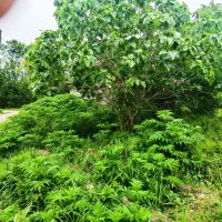۱۱۹ مترزمین شهری ،گیلان رشت سنگر