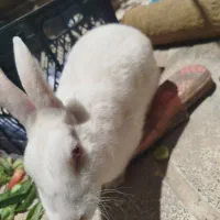 خرگوش