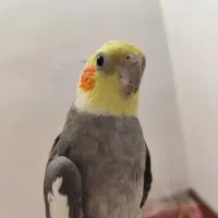 به دلیل مسافرت