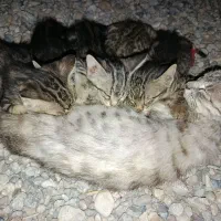 واگزای گربه