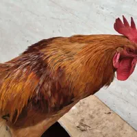 خروس
