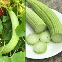 خیار چنبر محلی