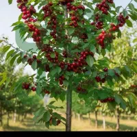 نهال گیلاس|گل و گیاه طبیعی|شاندیز, |دیوار