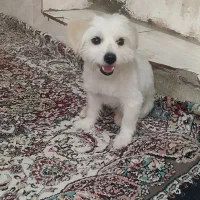 سگ زیبا بازی گوش هوشیار